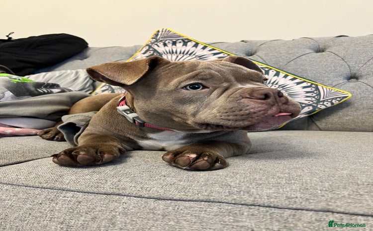 American Bully dogs - Advert 3