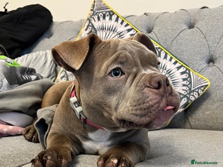American Bully dogs - Advert 4