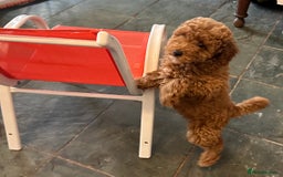 Poodle dogs for sale: Beautiful red poodle puppy - Advert 1
