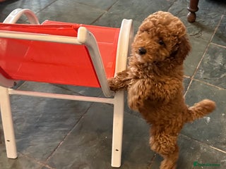 Poodle dogs Beautiful red poodle puppy - Advert 6