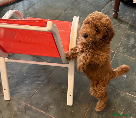 Poodle dogs Beautiful red poodle puppy - Advert 1