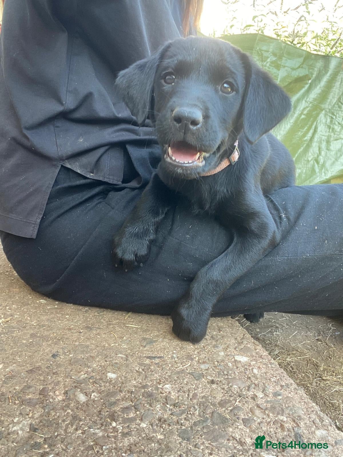 Mixed Breed dogs Black Labrador puppies - Devon - Advert 2