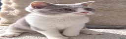 British Shorthair cats for sale: Ready now🐈 - Advert 13