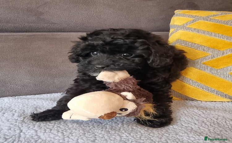 Cockapoo dogs - Advert 1