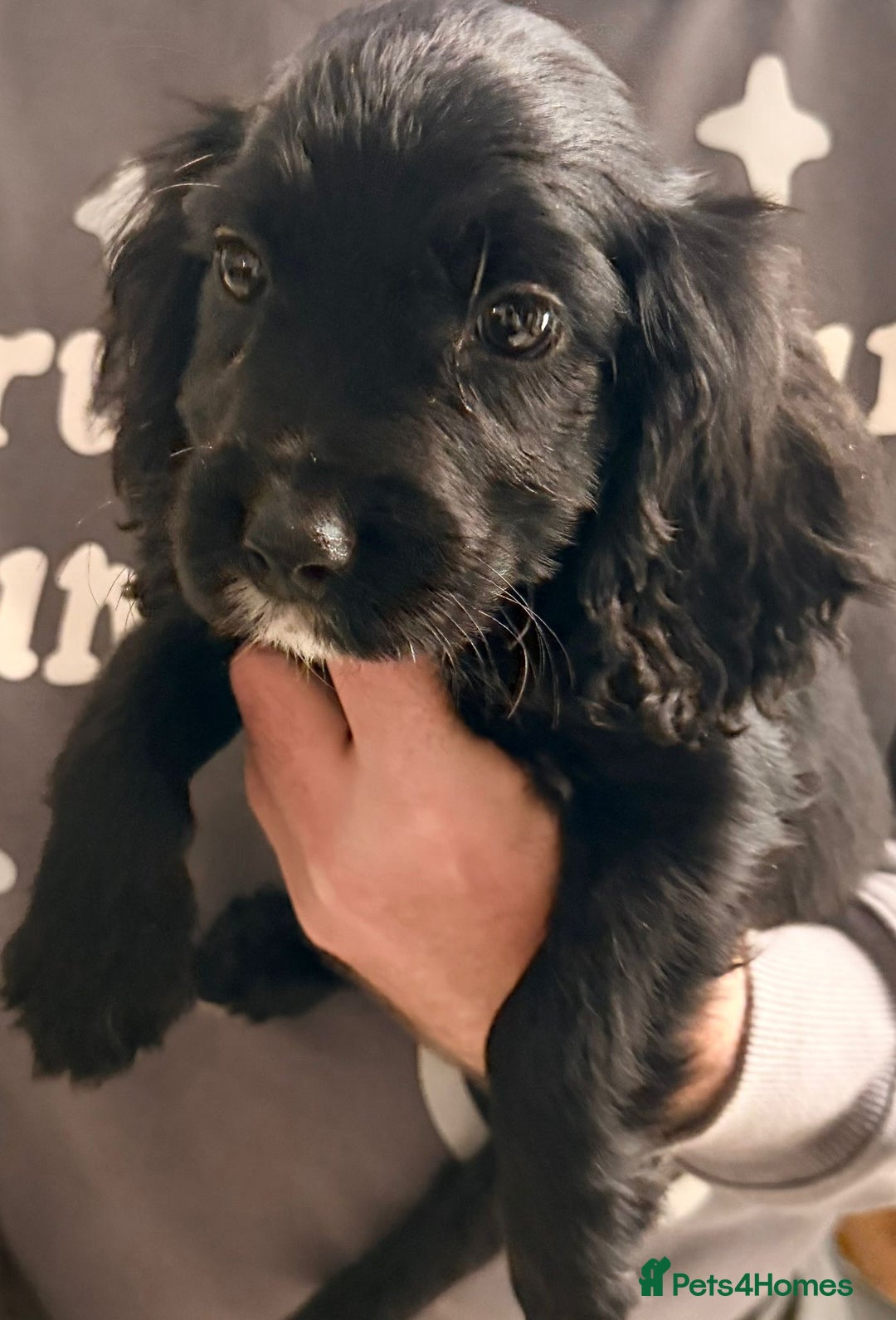 Cocker Spaniel dogs for sale: Ready now - Gorgeous Cocker Pups £725 - Advert 2