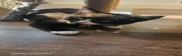 Mixed Breed cats for sale: 5 little kittens ready for the new lovely homes  ! - Advert 6