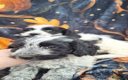 Poochon dogs for sale: 2 beautiful poochon girls - Image 10