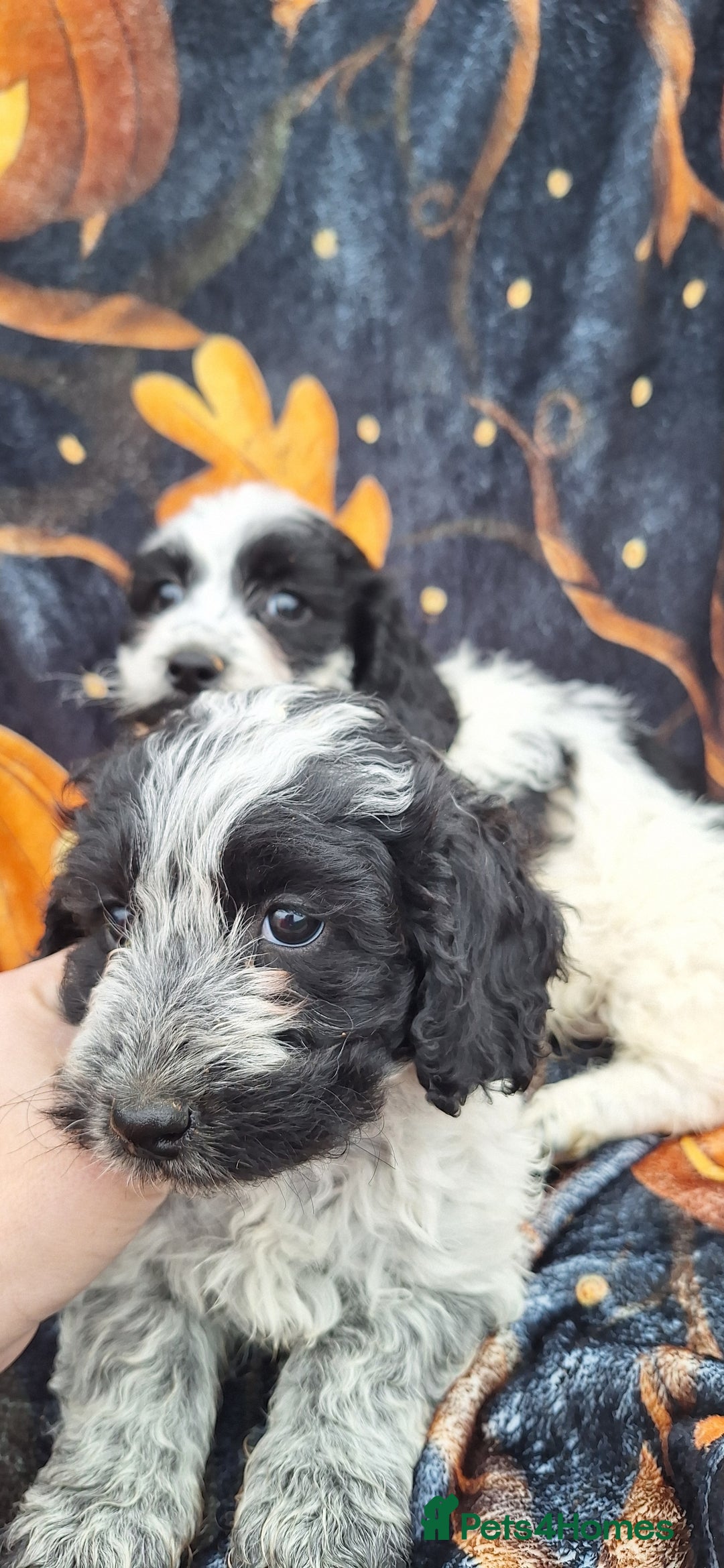 Poochon dogs for sale: 2 beautiful poochon girls - Image 10