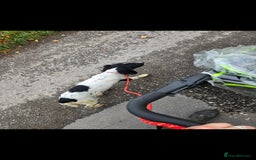 English Springer Spaniel dogs for sale: Arwen the kc springer - Advert 8