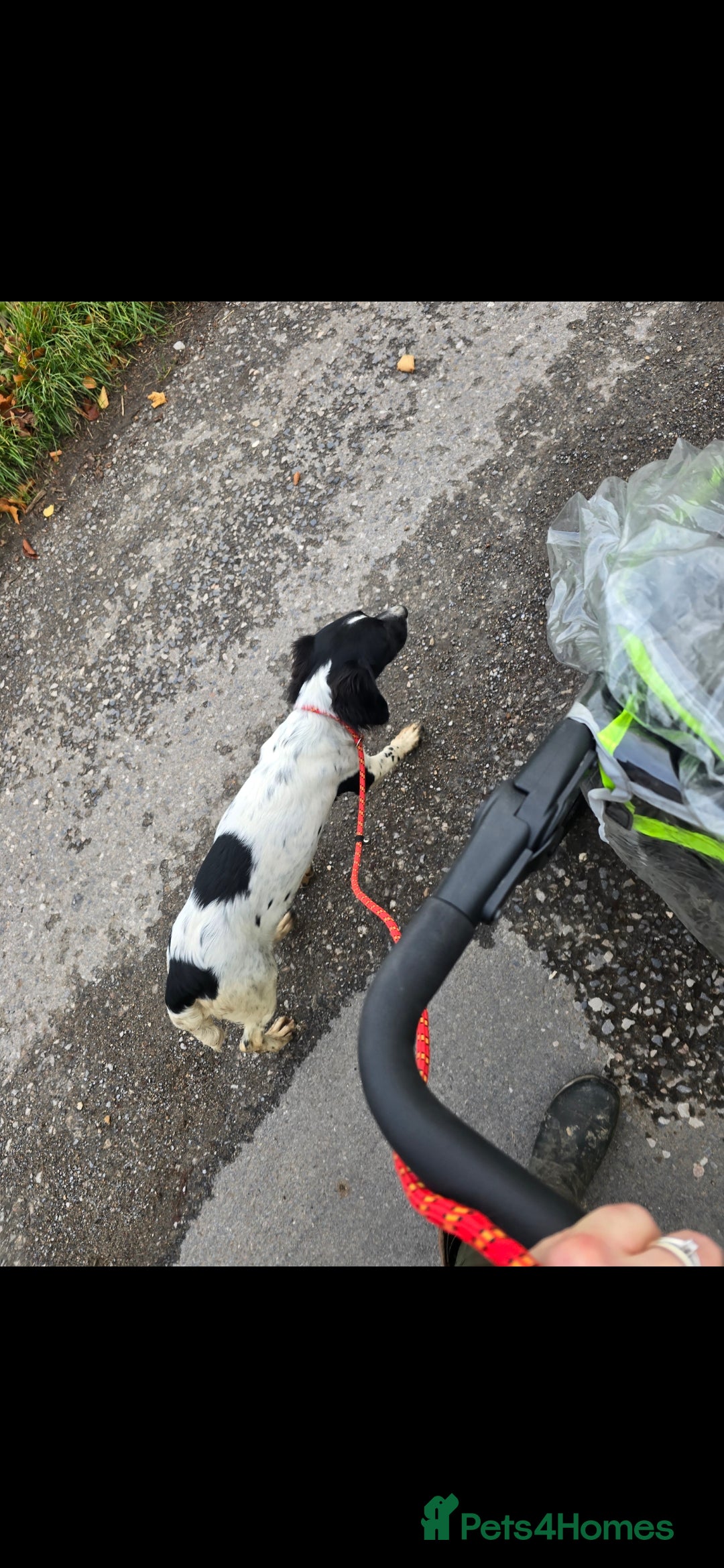 English Springer Spaniel dogs for sale: Arwen the kc springer - Advert 8