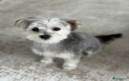 Morkie dogs for sale: 🐶 Adorable Morkie Puppies 🐶 - Image 13