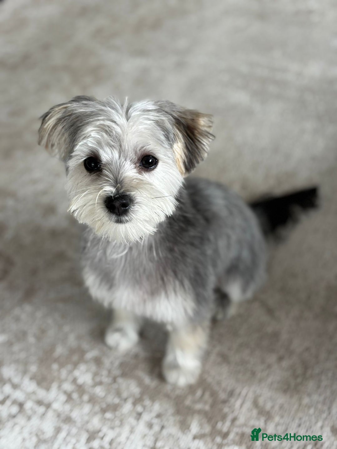 Morkie dogs for sale: 🐶 Adorable Morkie Puppies 🐶 - Image 13