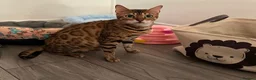 Bengal cats for sale: Classic Bengal Beauty & Loving Temperament in Glasgow - Advert 4