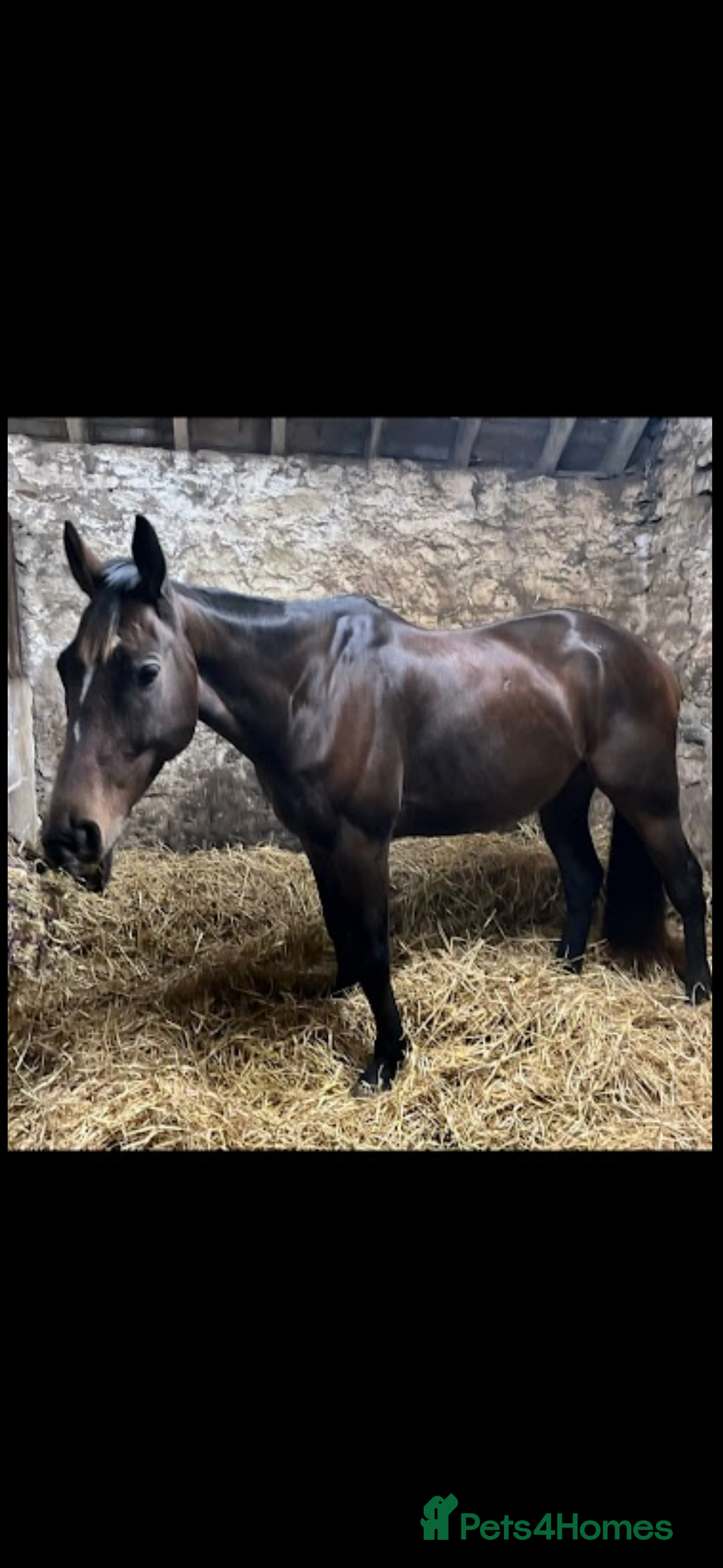 Irish Thoroughbred horses for sale: 17.2hh Beautiful gentleman Bay Gelding  - Advert 6