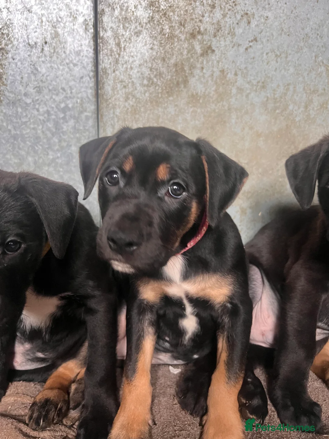 Mixed Breed dogs for sale: 8 Beautiful Mastiff x Staff x Black Mouth Cur Pups - Advert 32