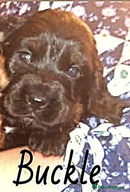 Cocker Spaniel dogs 6 Stunning Working Cocker Spaniels.3 boys 3 girls - Advert 2