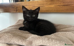 British Shorthair cats for sale: Girl black shorthair - Image 1