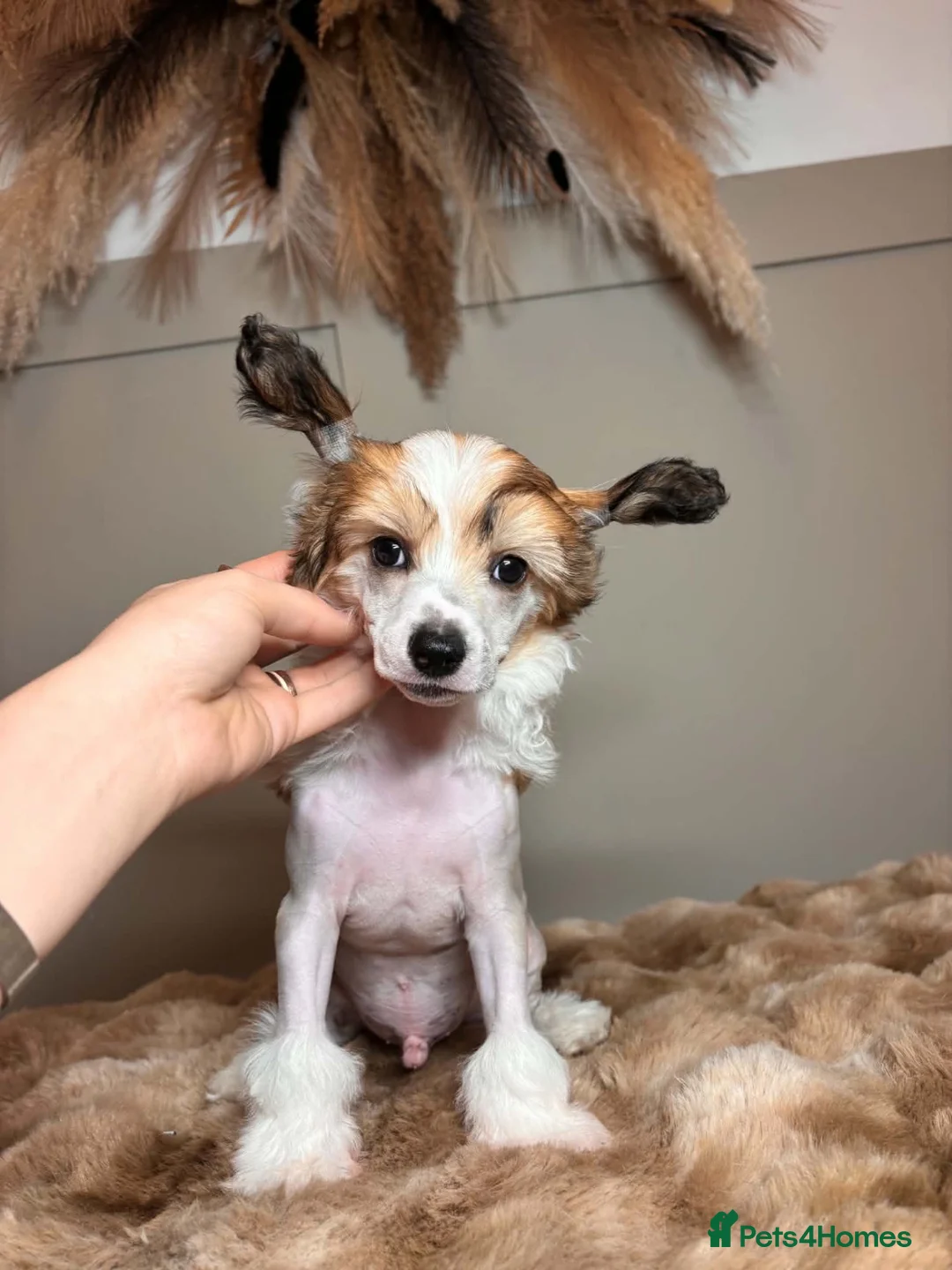 Chinese Crested dogs for sale: Outstanding Chinese Crested Babies in Spennymoor - Advert 6