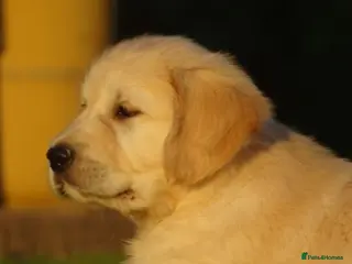 Golden Retriever dogs Golden Retriever Puppies - Advert 1
