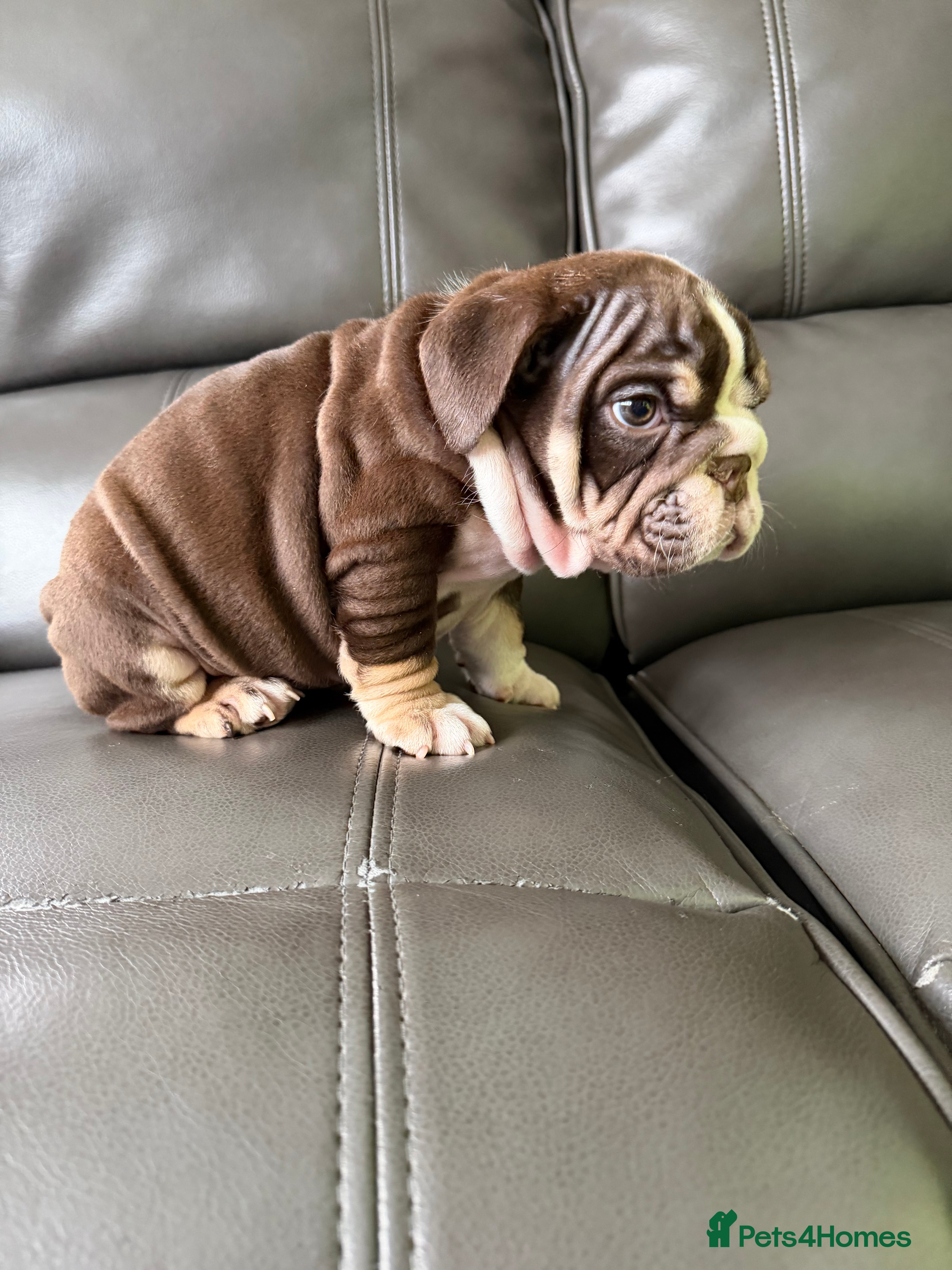 English Bulldog dogs ENGLISH BULLDOG PUPs FOR SALE🖤 - Advert 11