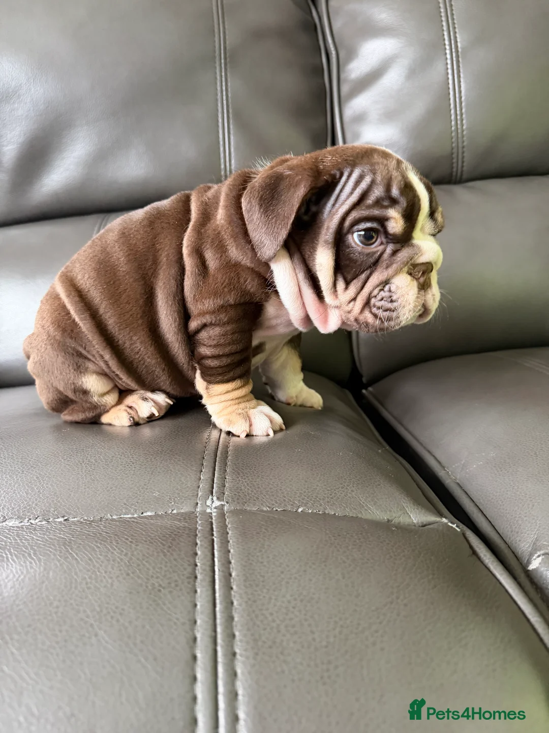 English Bulldog dogs for sale: ENGLISH BULLDOG PUPs FOR SALE🖤 - Advert 1