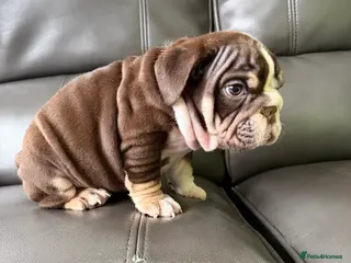 English Bulldog dogs ENGLISH BULLDOG PUPs FOR SALE🖤 - Advert 11