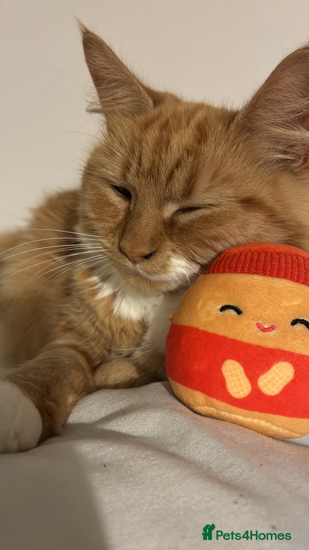 Mixed Breed cats for sale: Ginny  - Advert 3