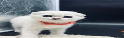 Scottish Fold cats for sale: TICA Registered Scottish Fold Kittens - Advert 15