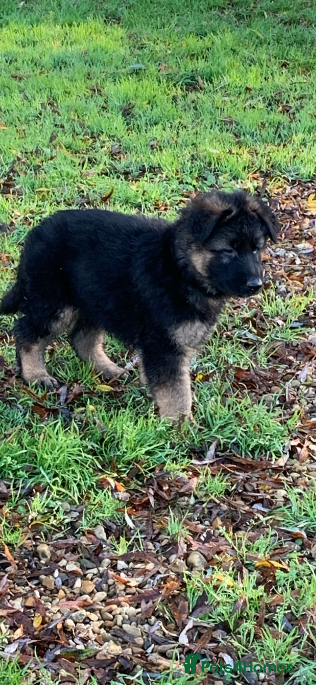German Shepherd dogs for sale: KC registered German shepherd puppies - Advert 2