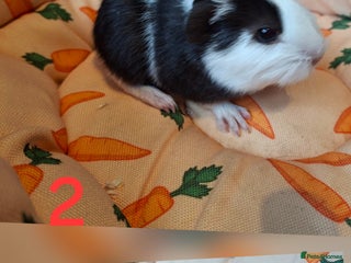 Guinea Pig rodents Beautiful Baby guinea pigs looking for new home - Advert 15