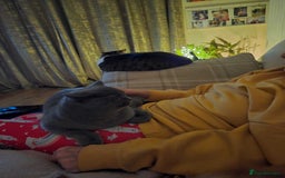 British Shorthair cats for sale: Beautiful BSH blue  - Image 4