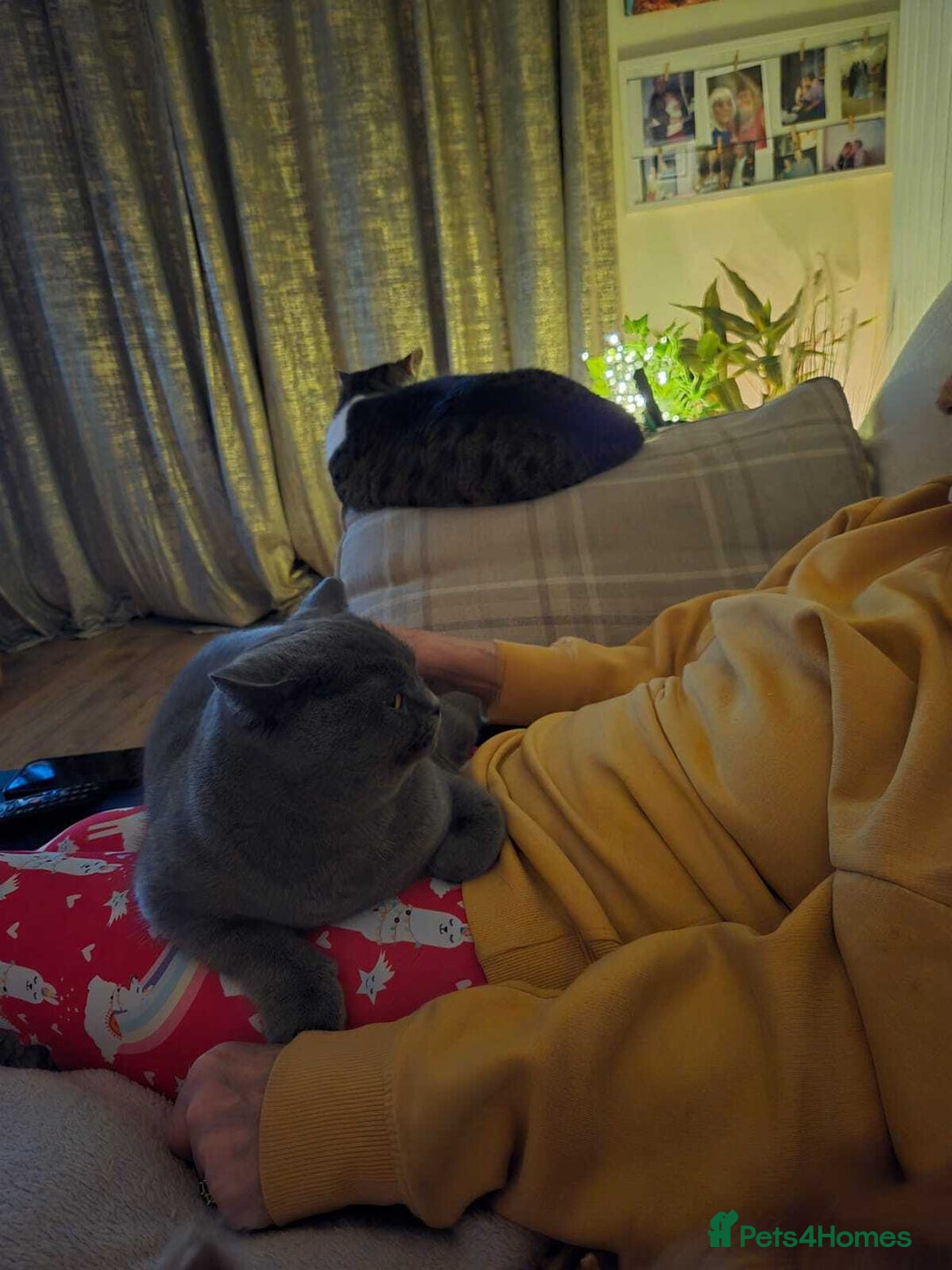 British Shorthair cats for sale: Beautiful BSH blue  - Image 4