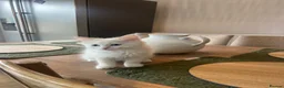 Ragdoll cats for sale: Two beautiful kittens  - Advert 4