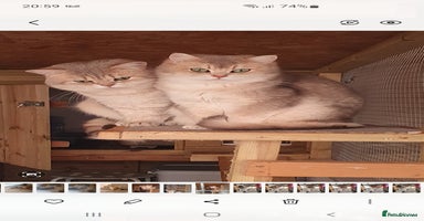British Shorthair cats - Advert 2