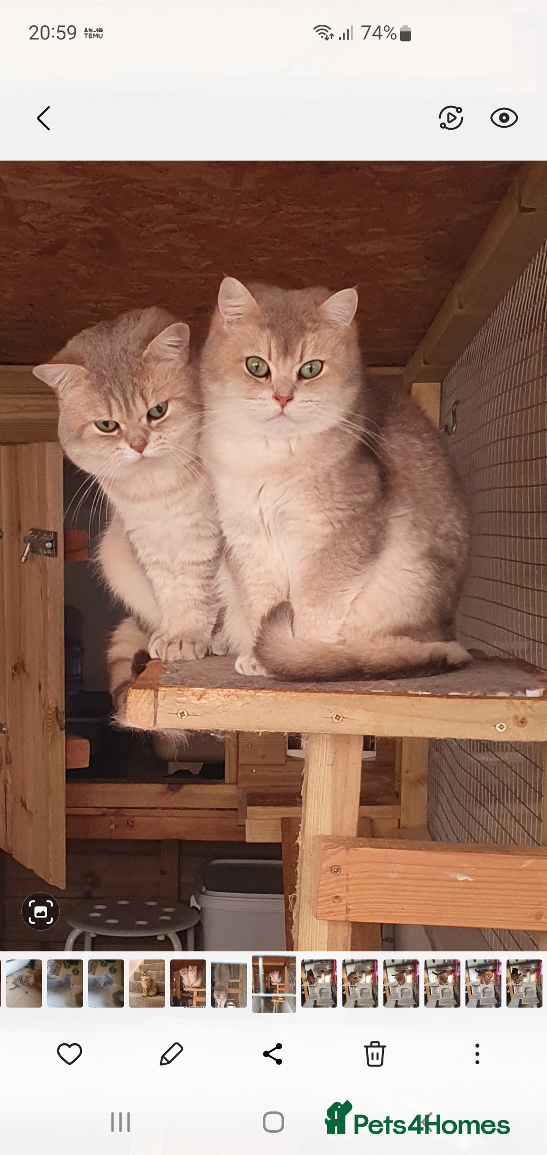 British Shorthair cats for stud: Stuning bluegolden /Russian import/STUD   - Image 3
