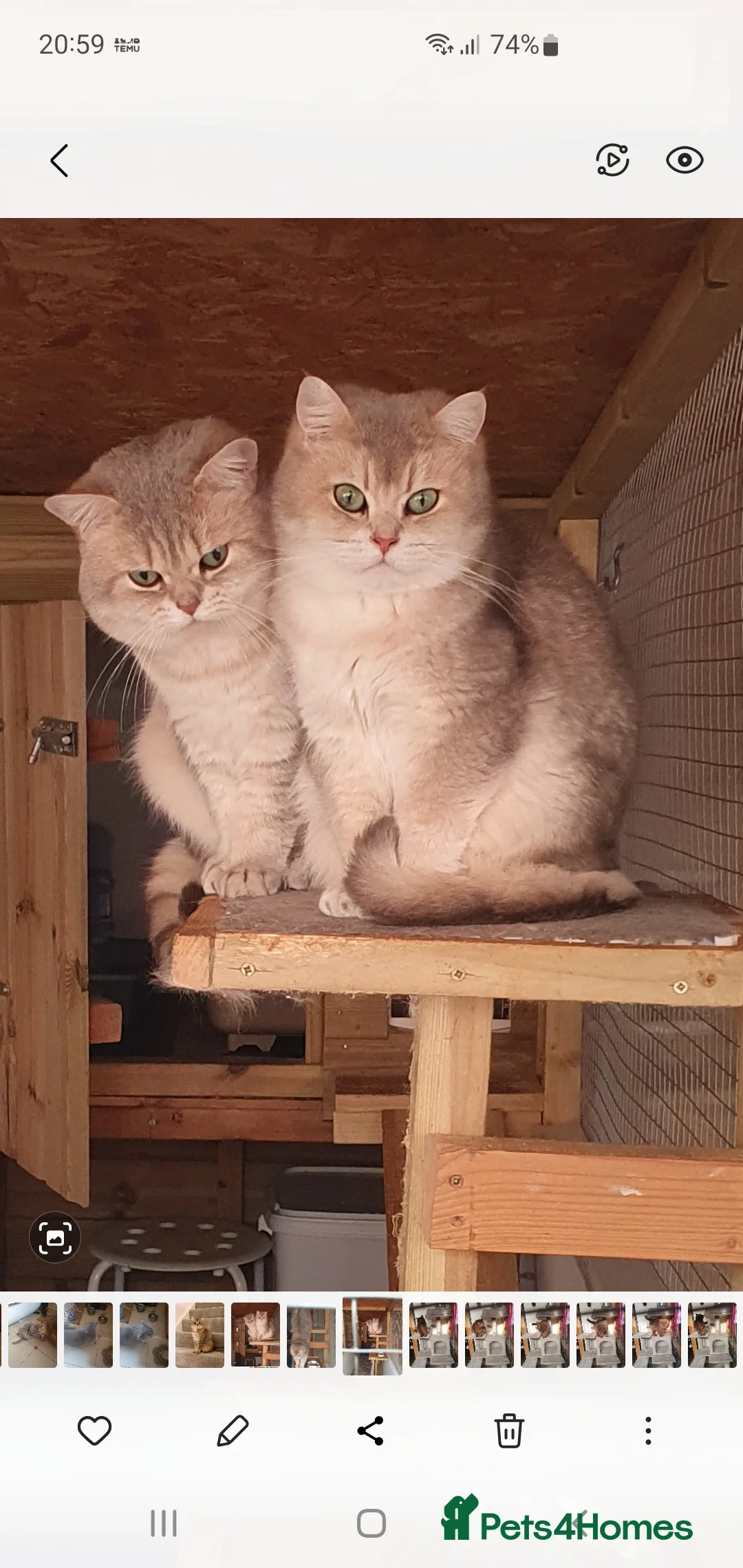 British Shorthair cats for stud: Stuning bluegolden /Russian import/STUD   - Advert 3