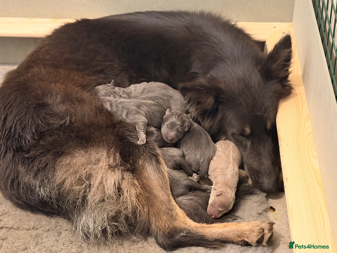 German Shepherd dogs for sale: Gorgeous German shepherd puppies  - Advert 11