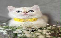 British Shorthair cats for sale: Beautiful British Shorthair kittens 🫶 - Image 13