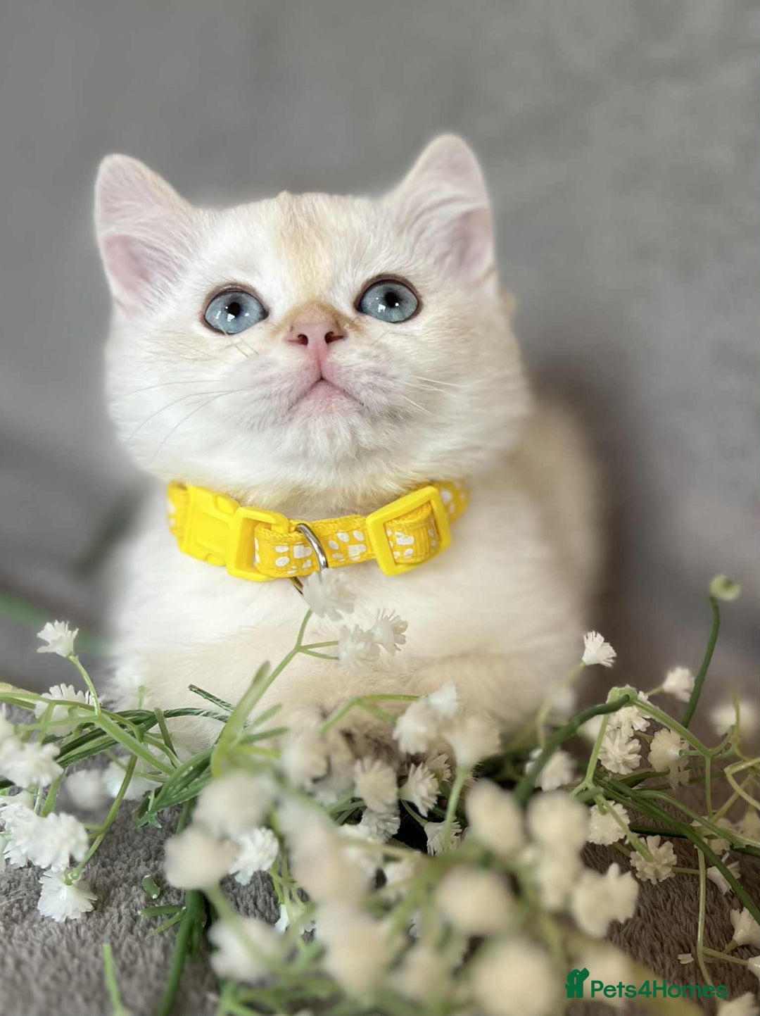 British Shorthair cats for sale: Beautiful British Shorthair kittens 🫶 - Image 13