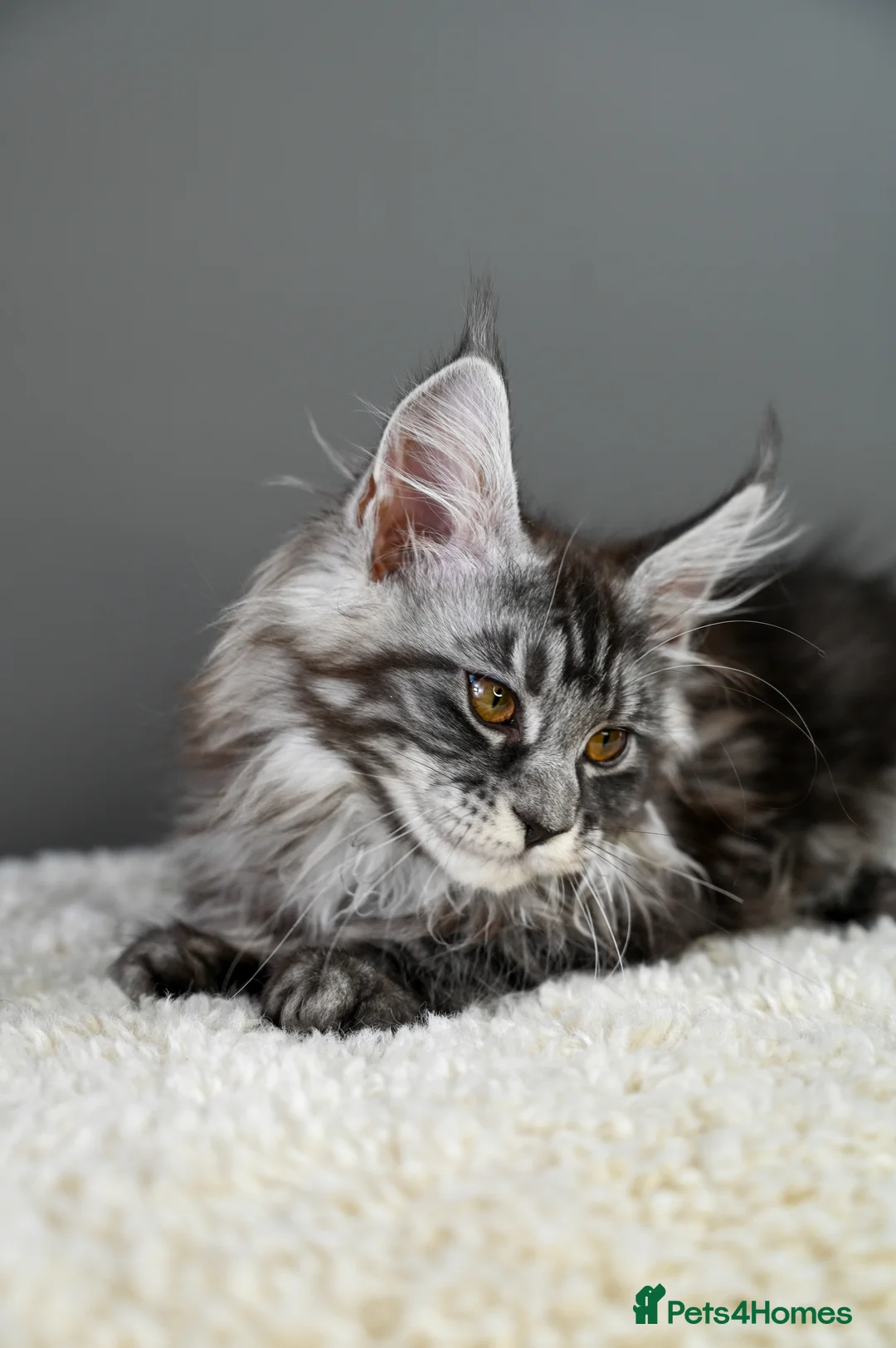 Maine Coon cats for sale: 🧬 STUNNING KITTENS - TICA REGISTERED 🎖️ - Advert 36