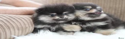 Pomeranian dogs for sale: KC Registered Boys and Girls - Advert 6