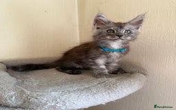 Maine Coon cats for sale: Pedigree GCCF Russian Import line Maine Coons - Image 6