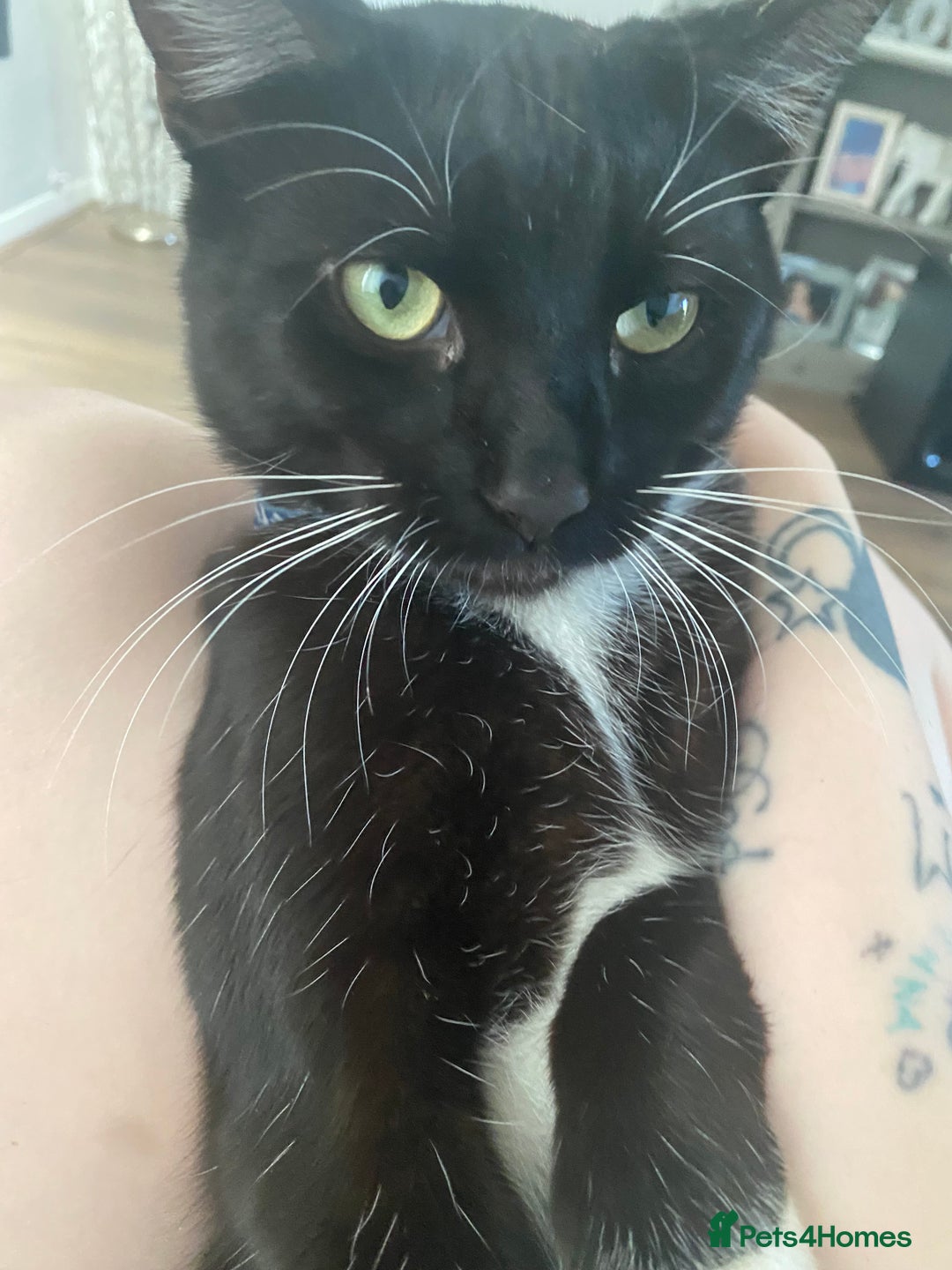 Bombay cats for sale: Two cats to Rehome - Advert 5