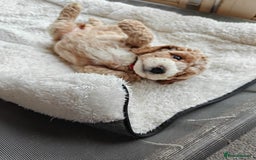 Cockapoo dogs for sale: Gorgous F1B Cockapoo Puppies ready 12th October  - Image 16