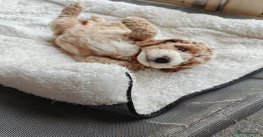 Cockapoo dogs - Advert 9