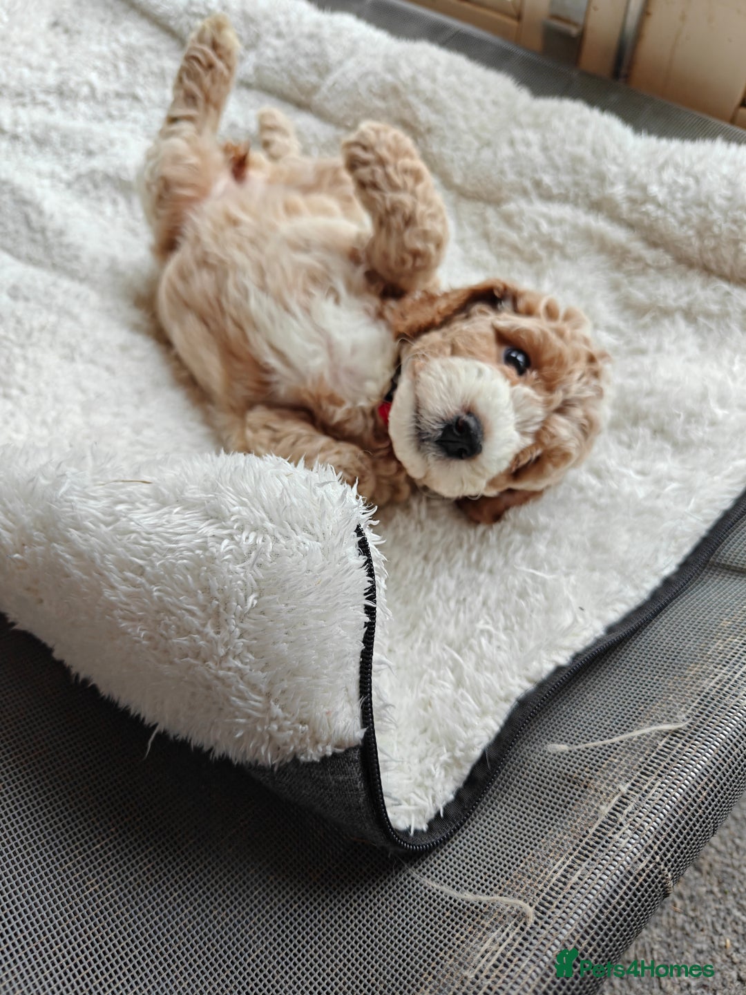Cockapoo dogs for sale: Gorgous F1B Cockapoo Puppies ready 12th October  - Image 16