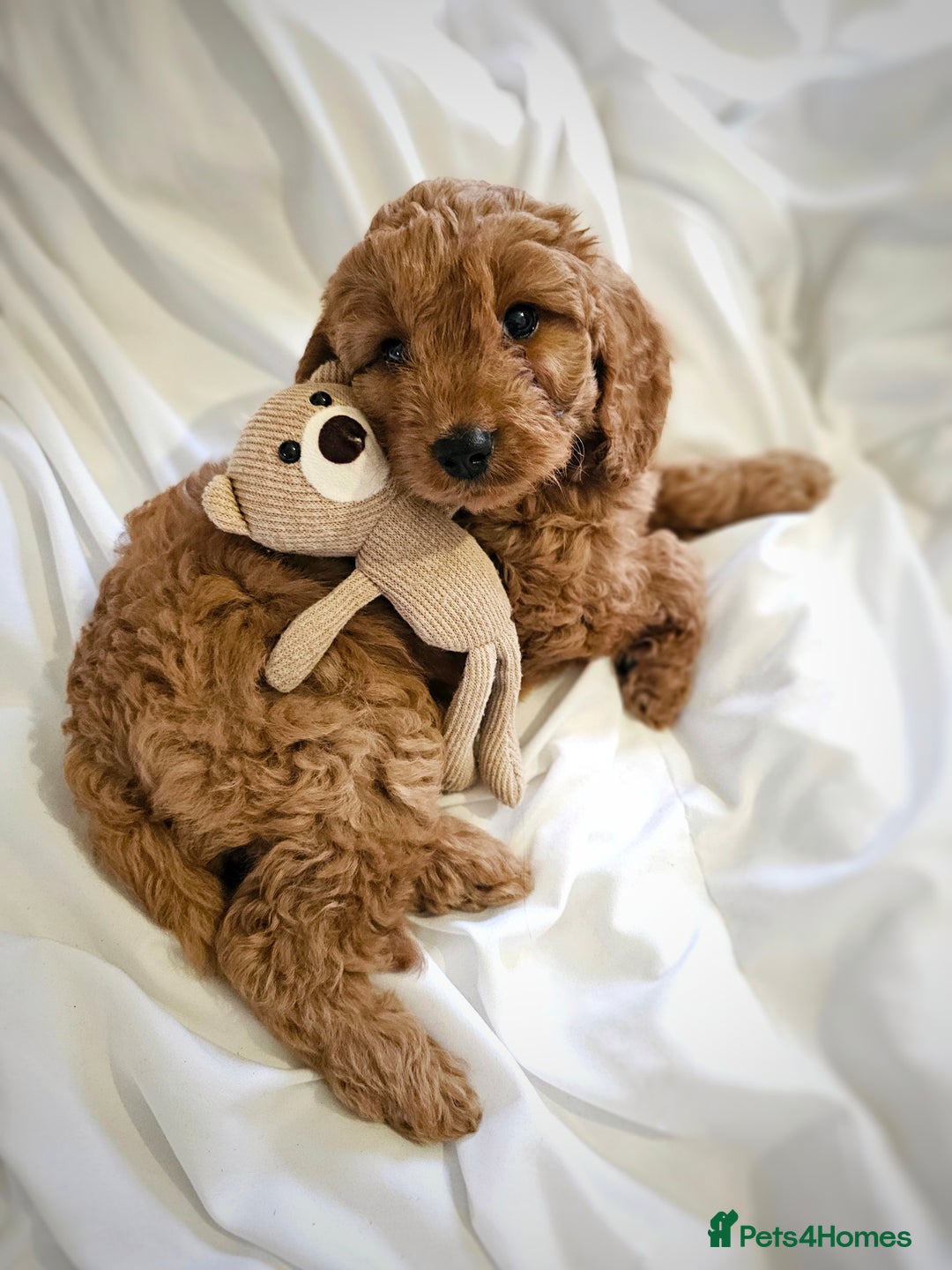 Cavapoo dogs for sale: Adorable F1B Cavapoo girl - teddy bear for sale  - Image 8