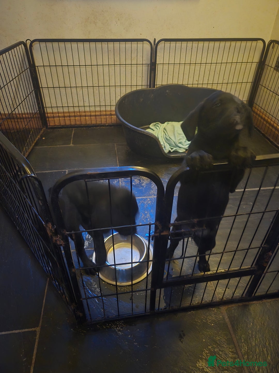 Labrador Retriever dogs for sale: 2 Amazing Black Labrador Girls - Image 5