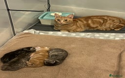 Mixed Breed cats for sale: Half bengal / tabby’s  - Image 1