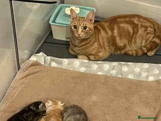 Mixed Breed cats - Advert 12